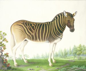 Quagga (guassi ja wc vellum)